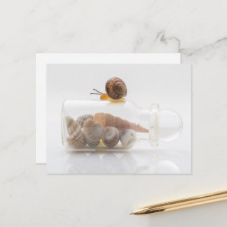 Postal A snail and seashells