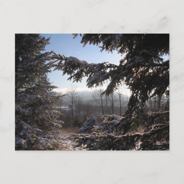 Postal a través de coníferas (Anverso)