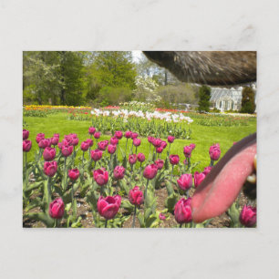 Postal ¿A través de la boca del perro?