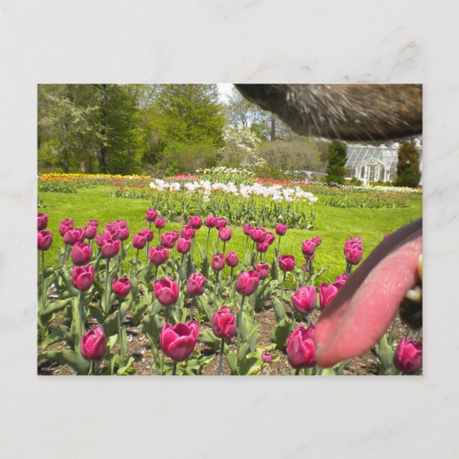 Postal ¿A través de la boca del perro? (Anverso)