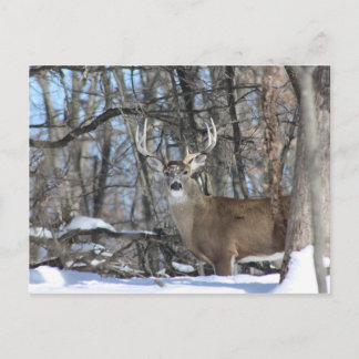 POSTAL A TRAVÉS DE LA NIEVE PROFUNDA