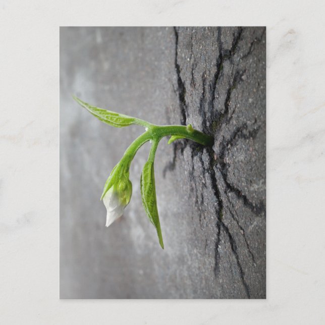 Postal A través del concreto (Anverso)