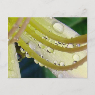 Postal A través del espejo