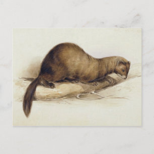 Postal A Weasel, 1832 (p/c, pluma, tinta, gouache y movim