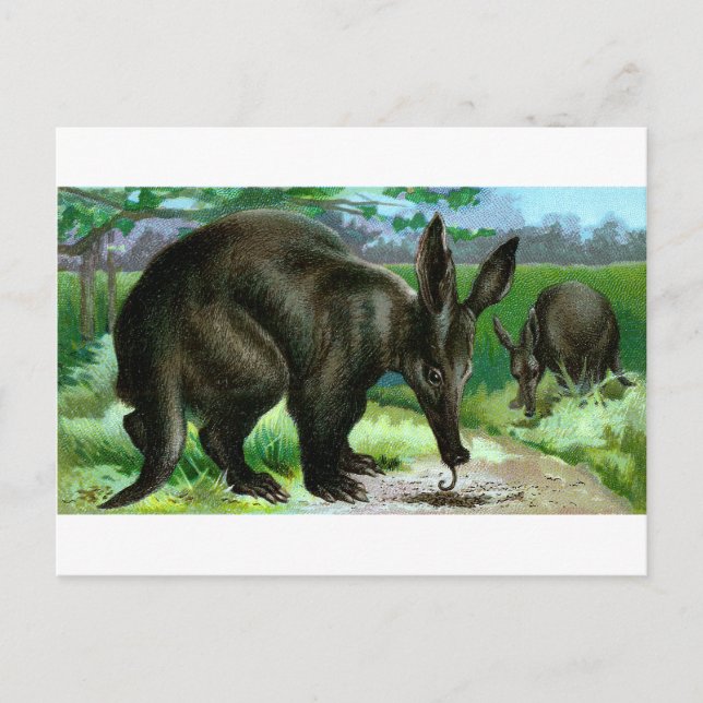 Postal Aardvark (Anverso)