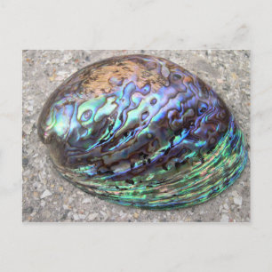 Postal Abalone