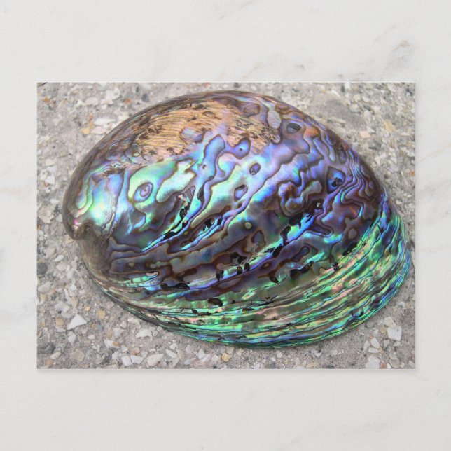 Postal Abalone (Anverso)