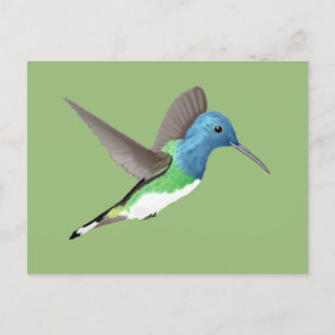 Postal Abandonar a Jacobin Hummingbird - transparente.
