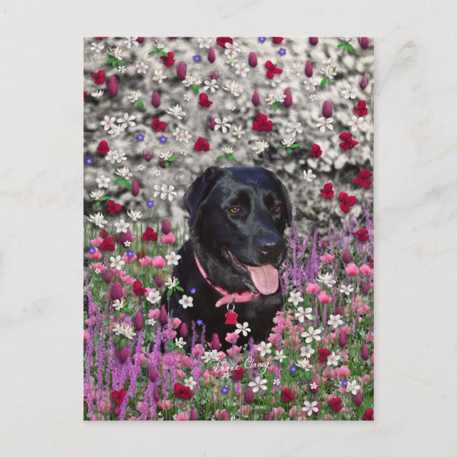 Postal Abby en flores - perro del laboratorio negro (Anverso)