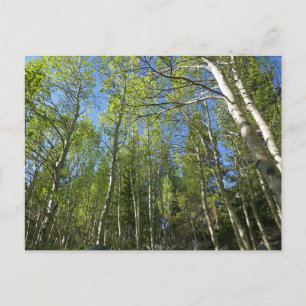 Postal Abedules de verano en Rocky Mountain
