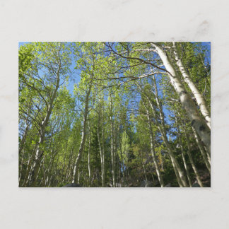 Postal Abedules de verano en Rocky Mountain