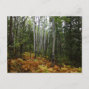 Postal Abedules y Helechos de Otoño en Rocky Mountain