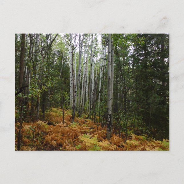 Postal Abedules y Helechos de Otoño en Rocky Mountain (Anverso)