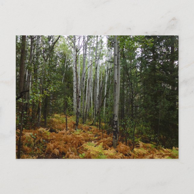 Postal Abedules y Helechos de Otoño en Rocky Mountain (Anverso)