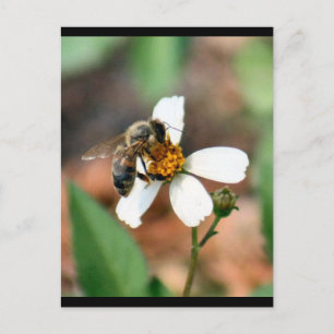 Postal Abeja