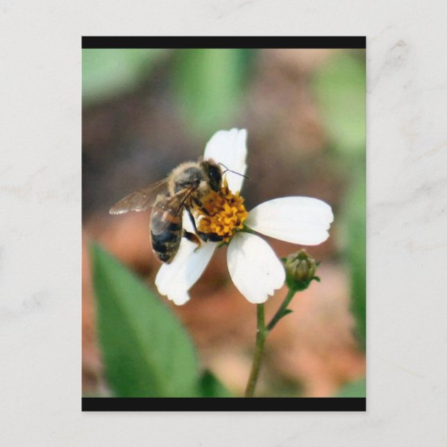 Postal Abeja (Anverso)