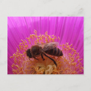 Postal Abeja
