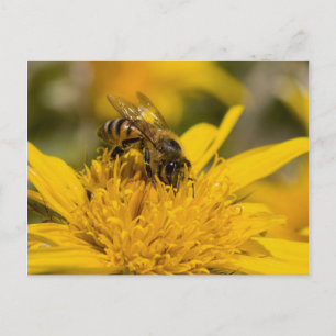 Postal Abeja Africana Con Sacos De Polen Alimentándose