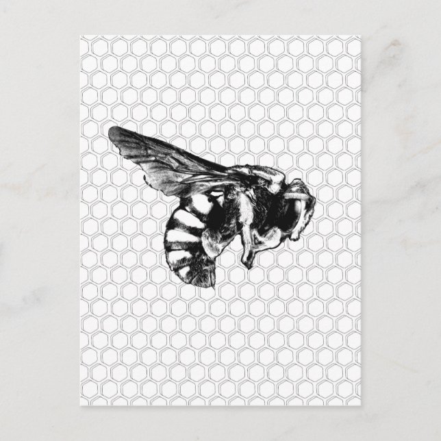 Postal Abeja blanca y negra (Anverso)
