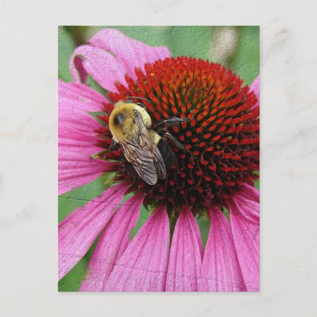 Postal Abeja Bumble 2 (Anverso)