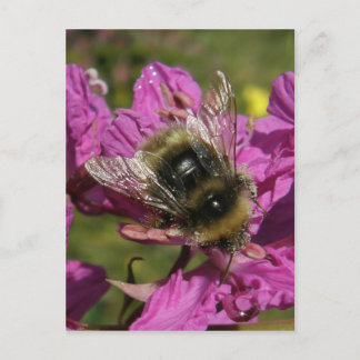 Postal Abeja con hierba de fuego, isla Unalaska