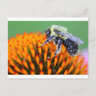 Postal Abeja cubierta de polen en Echinacea