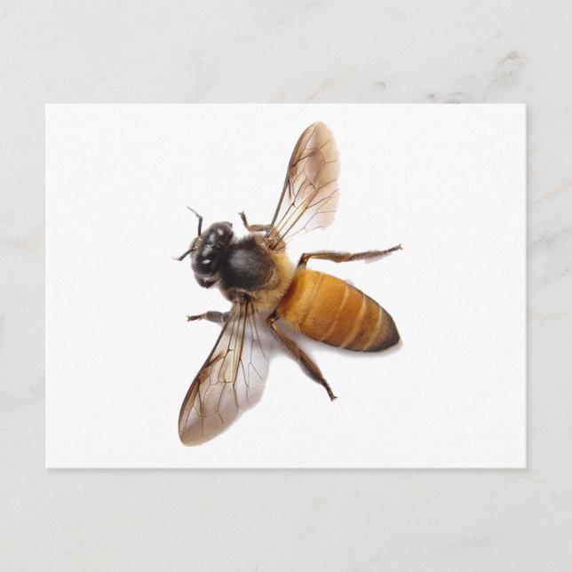 Postal Abeja de abeja de miel de abeja suave (Anverso)