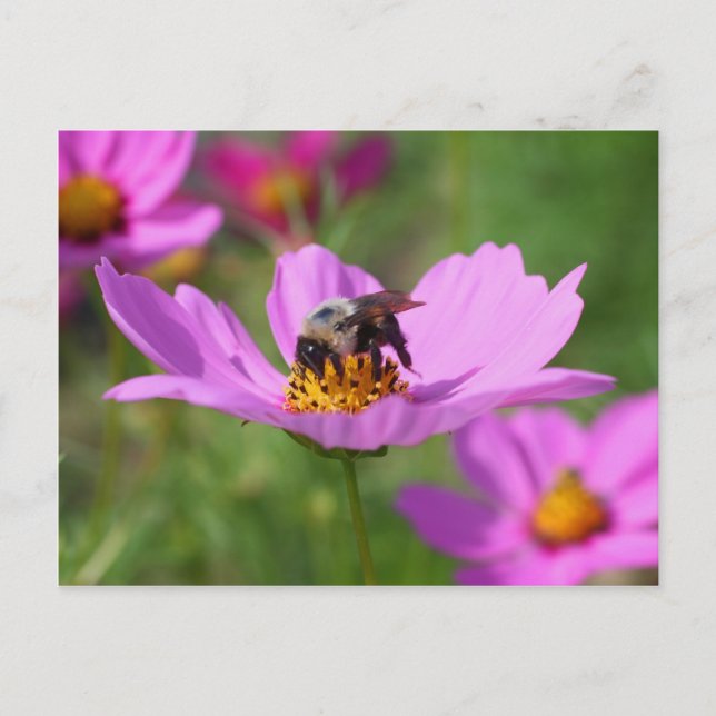 Postal Abeja De Burbuja En Flor Cosmos (Anverso)