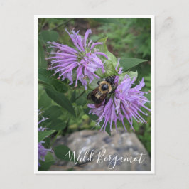 Postal Abeja De Burbujas En La Postcarta De Bergamot Salv