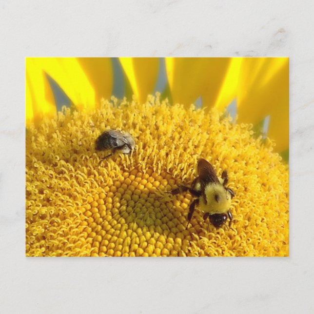 Postal Abeja de burbujas y miel (Anverso)