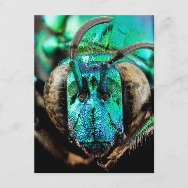 Postal Abeja de dos caras de cierre (Anverso)