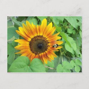 Postal Abeja de girasol y burbujas