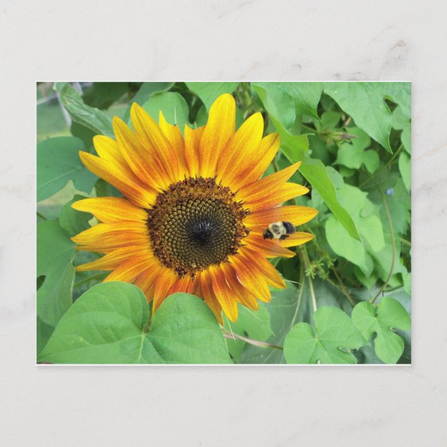 Postal Abeja de girasol y burbujas (Anverso)