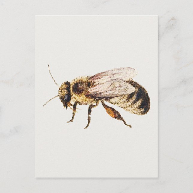 Postal Abeja de la hoja de estudios de nueve insectos  (Anverso)