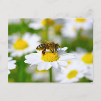 Postal Abeja de la miel en margarita