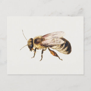 Postal Abeja de los estudios de nueve insectos, Jan van K