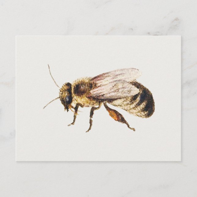 Postal Abeja de los estudios de nueve insectos, Jan van K (Anverso)