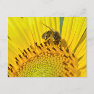 Postal Abeja de miel alimentada con girasol