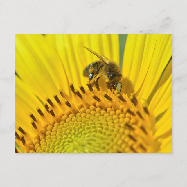 Postal Abeja de miel alimentada con girasol (Anverso)