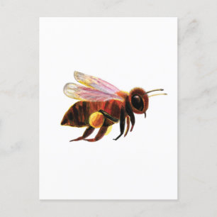 Postal Abeja de miel con sus cestas de polen