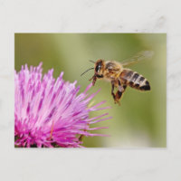 Abeja de miel desembarcando en una flor de cardo d