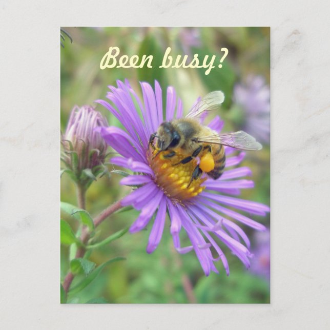 Postal Abeja de miel en Asters Quick "Hi" (Anverso)
