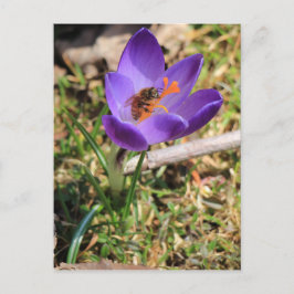 Postal Abeja De Miel En Crocus