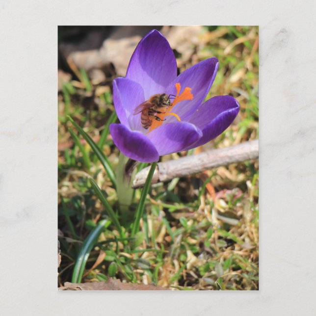 Postal Abeja De Miel En Crocus (Anverso)