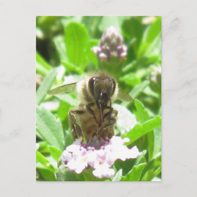 Postal - Abeja de miel en flor (Anverso)