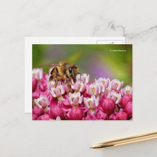 Postal Abeja de miel en la planta de Milkweed de Narrowle (Anverso/Reverso In Situ)