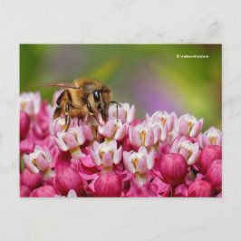 Postal Abeja de miel en la planta de Milkweed de Narrowle