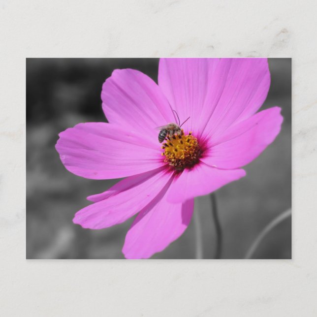 Postal Abeja De Miel En Las Flores Cosmos Negro Y Blanco (Anverso)