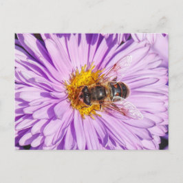 Postal Abeja de miel en una margarita de Michaelmas