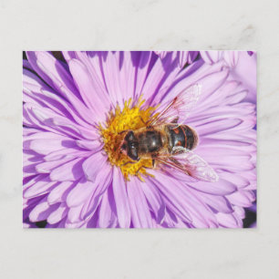Postal Abeja de miel en una margarita de Michaelmas